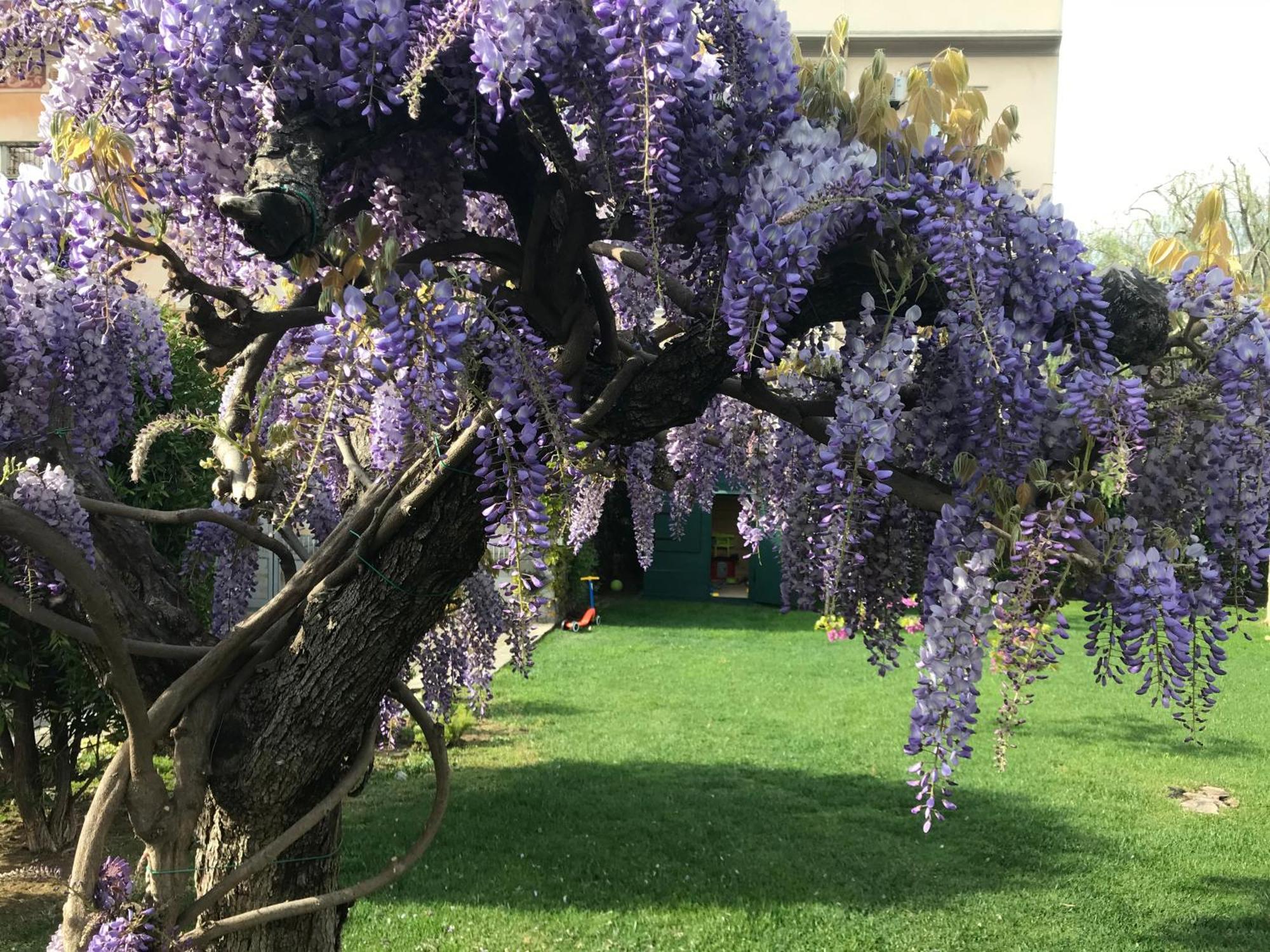 Villa Marlene B&B Albenga Kültér fotó