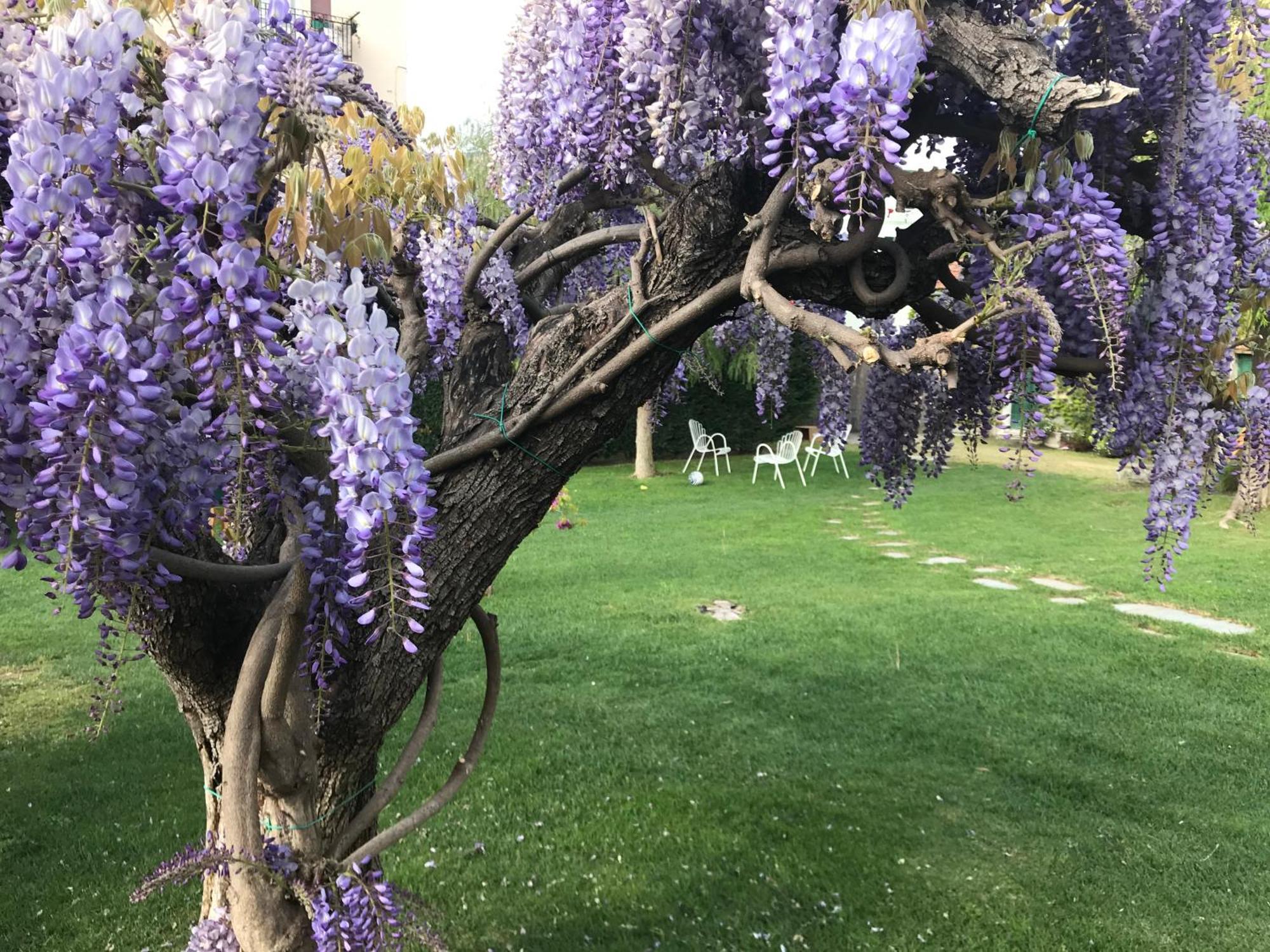 Villa Marlene B&B Albenga Kültér fotó